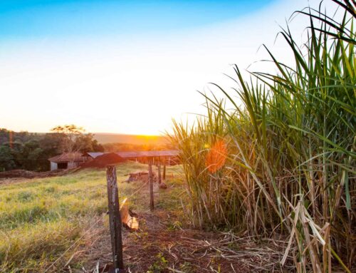 How We’re Partnering with Family Cachaça Distilleries for a Sustainable Future