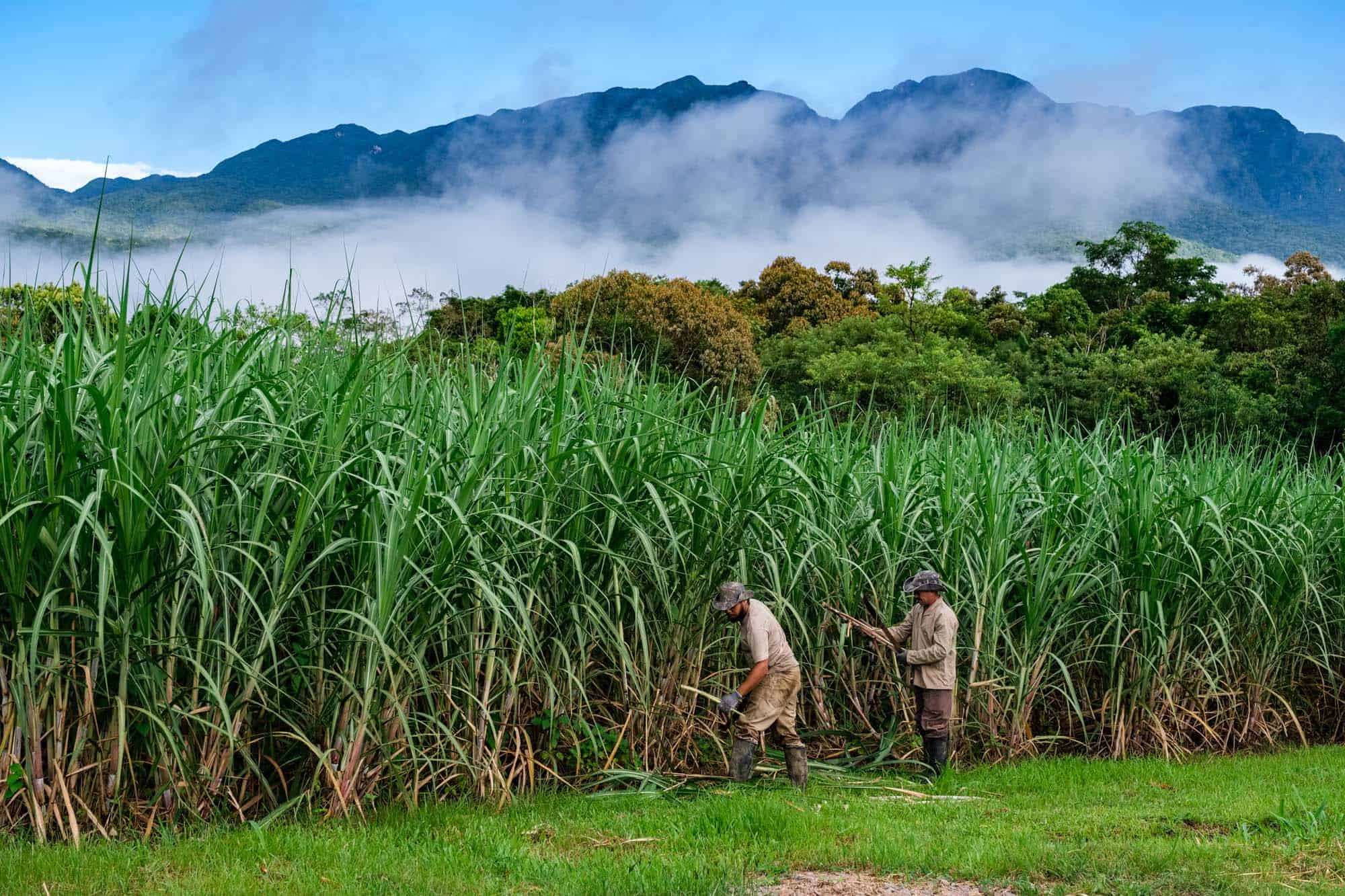 men working in cane field