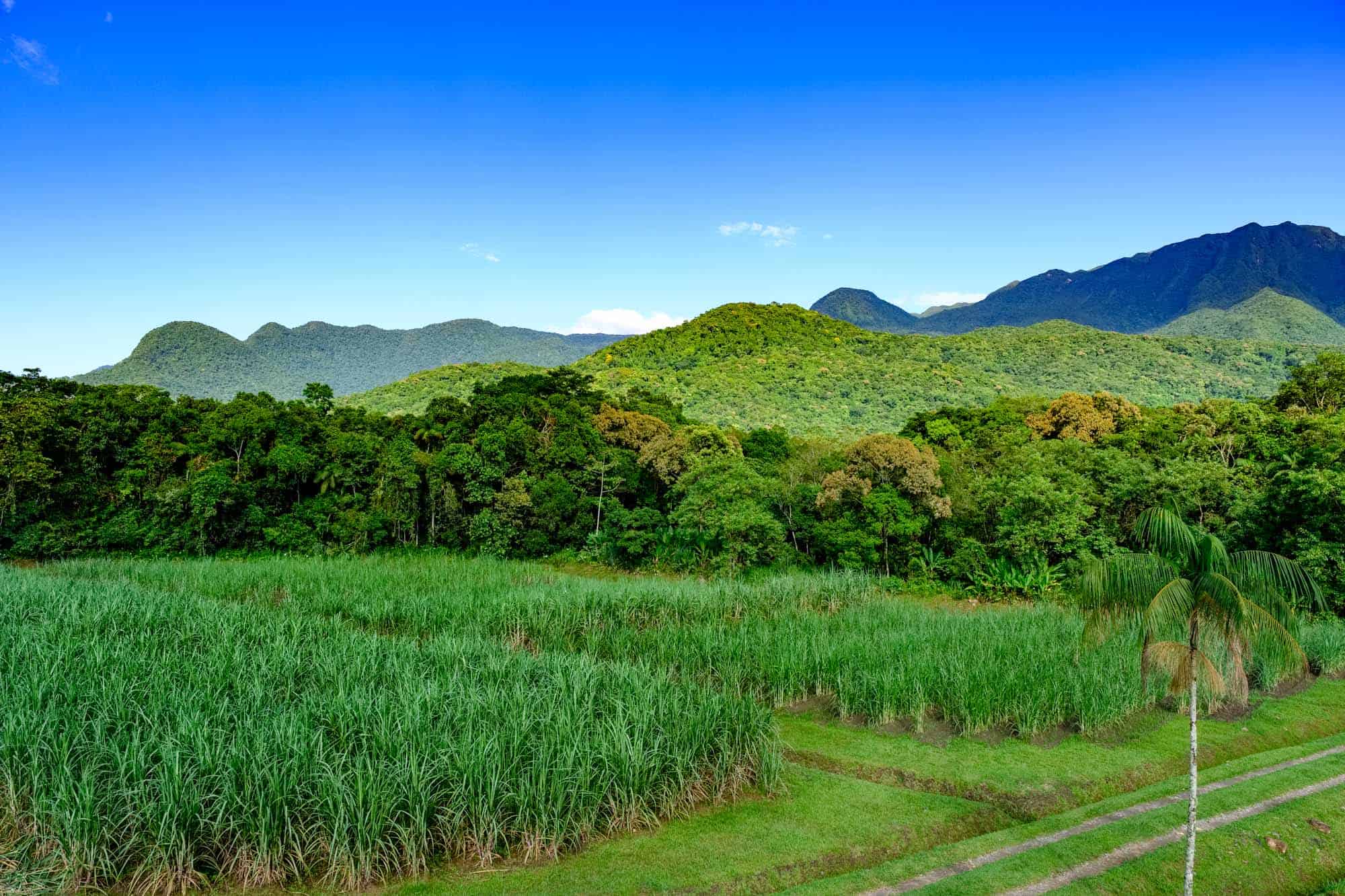 sugarcane fileds in mountains