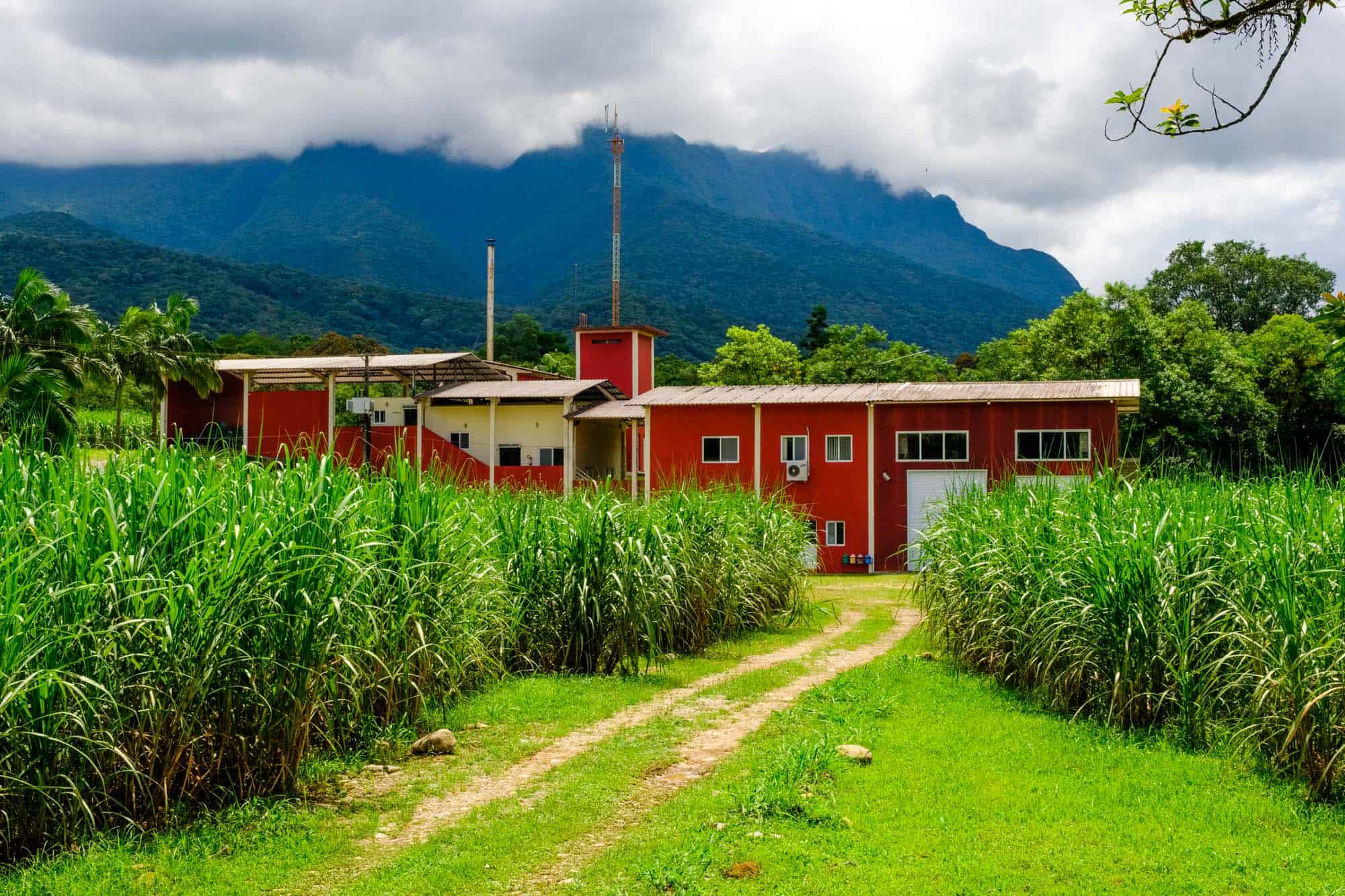 cane field with red building and mountains in background