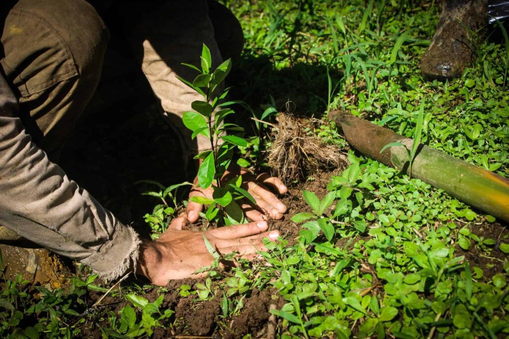 hands planting baby trees