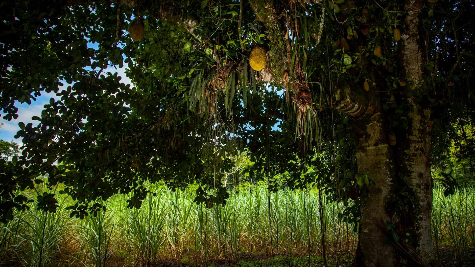 fruit tree with grass behind