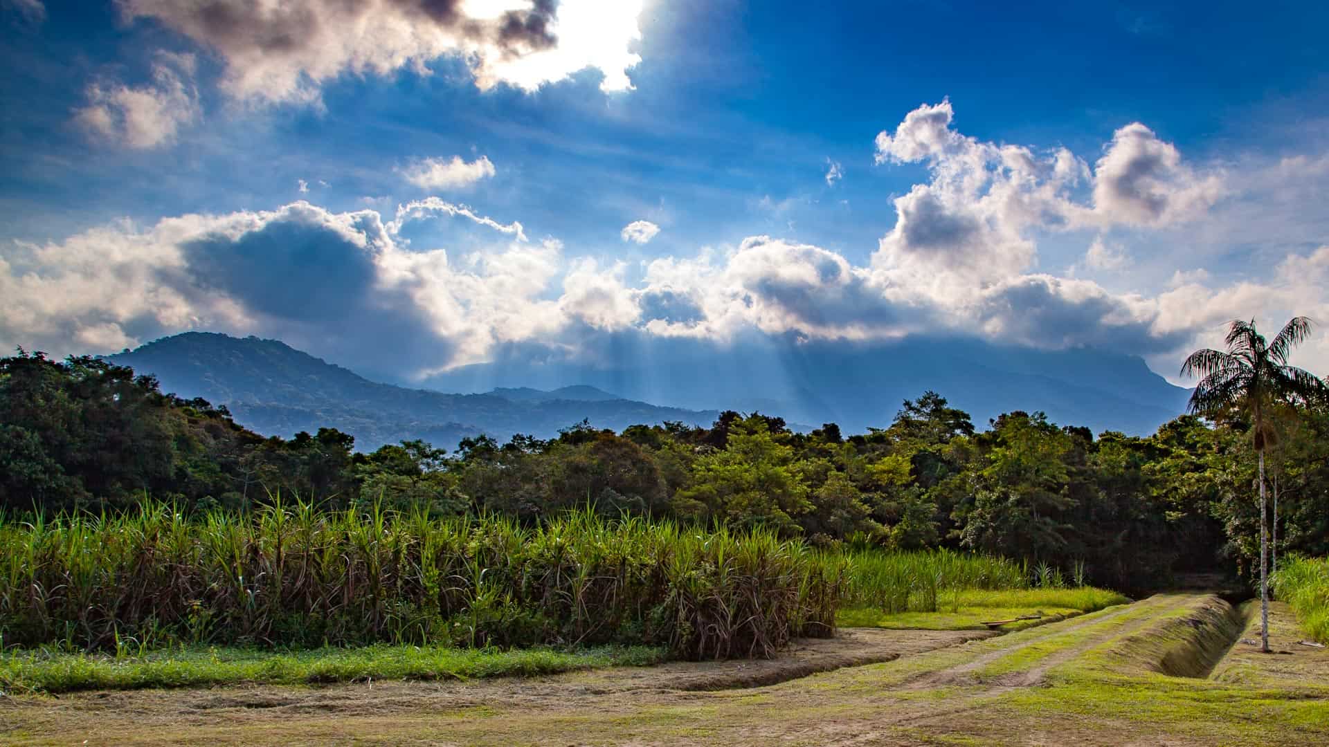 Serra do Mar forest and field with mountains in back