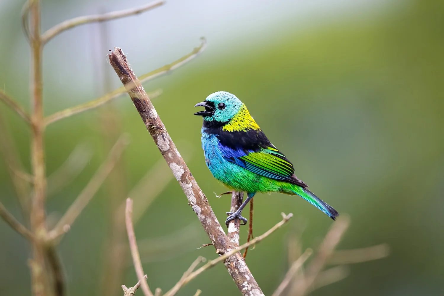 Colorful Green-headed tanager perched on a bare branch against defocused background, Serra da Mantiqueira, Atlantic Forest, Itatiaia, Brazil Gravity-Fed Distillery