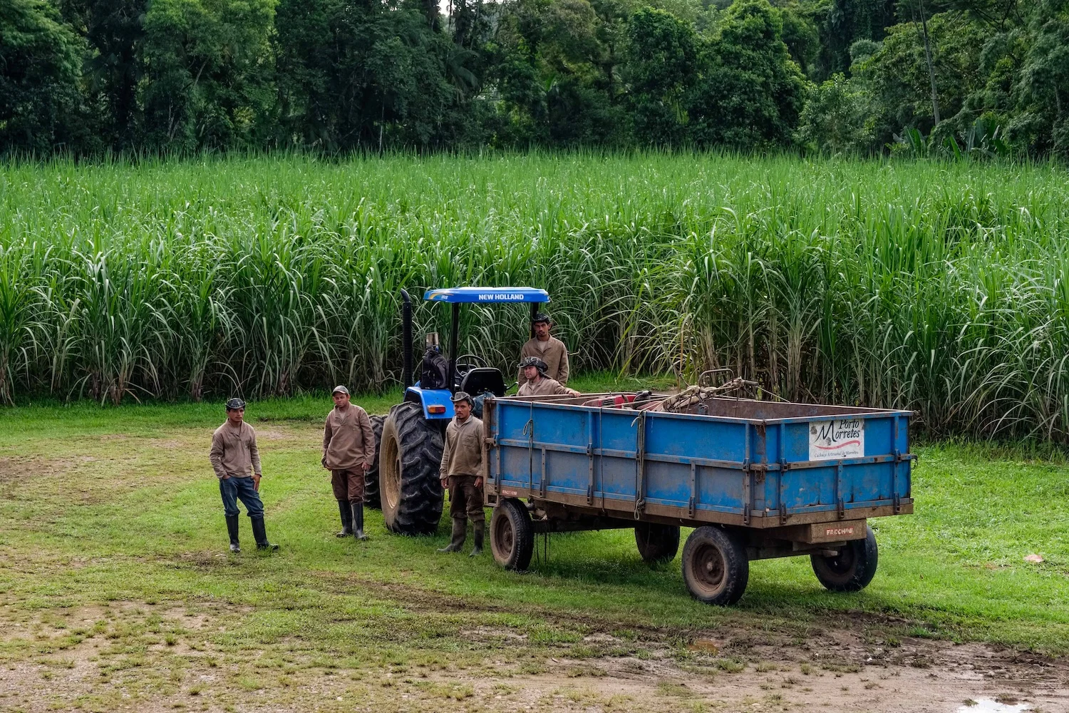 team-and-tractor-cane-field